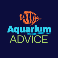 aquariumadvice.com