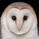 barnowltrust.org.uk