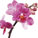 beautifulorchids.com