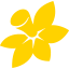 www.daffodilday.com.au