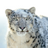 www.snowleopardadventures.com