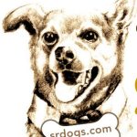 www.srdogs.com